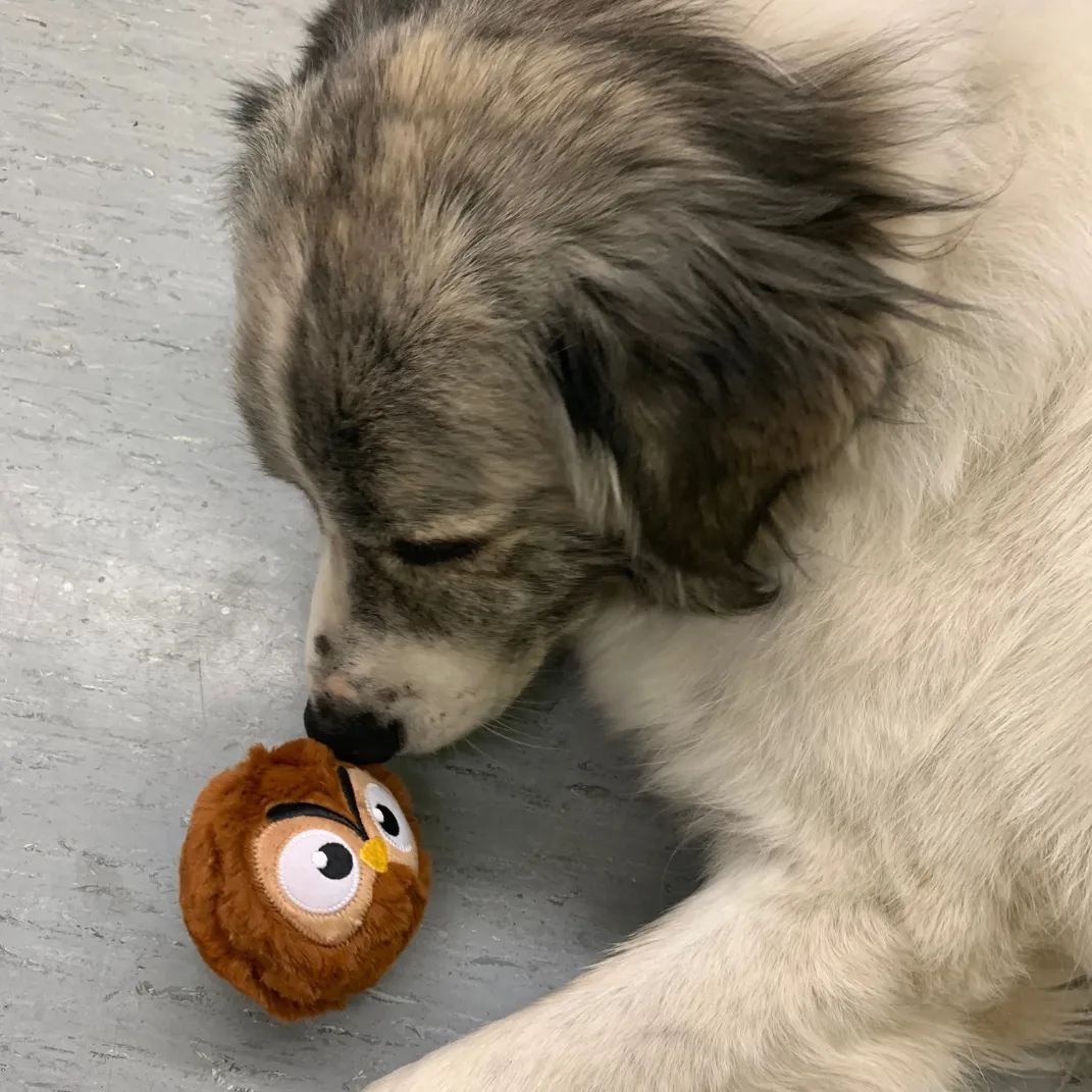 HUGSMART - Owl Zoo Ball