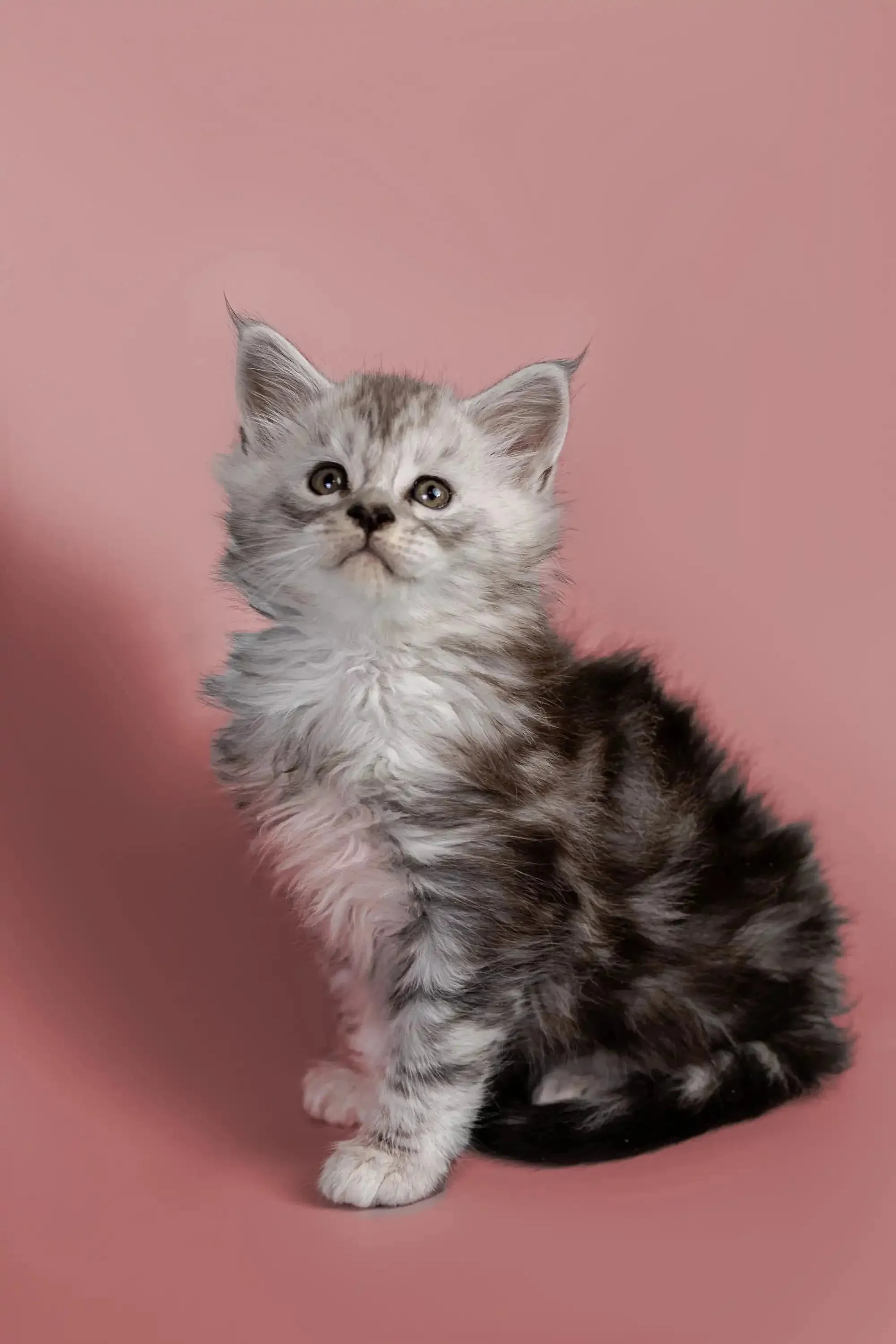 Hunter | Maine Coon Kitten