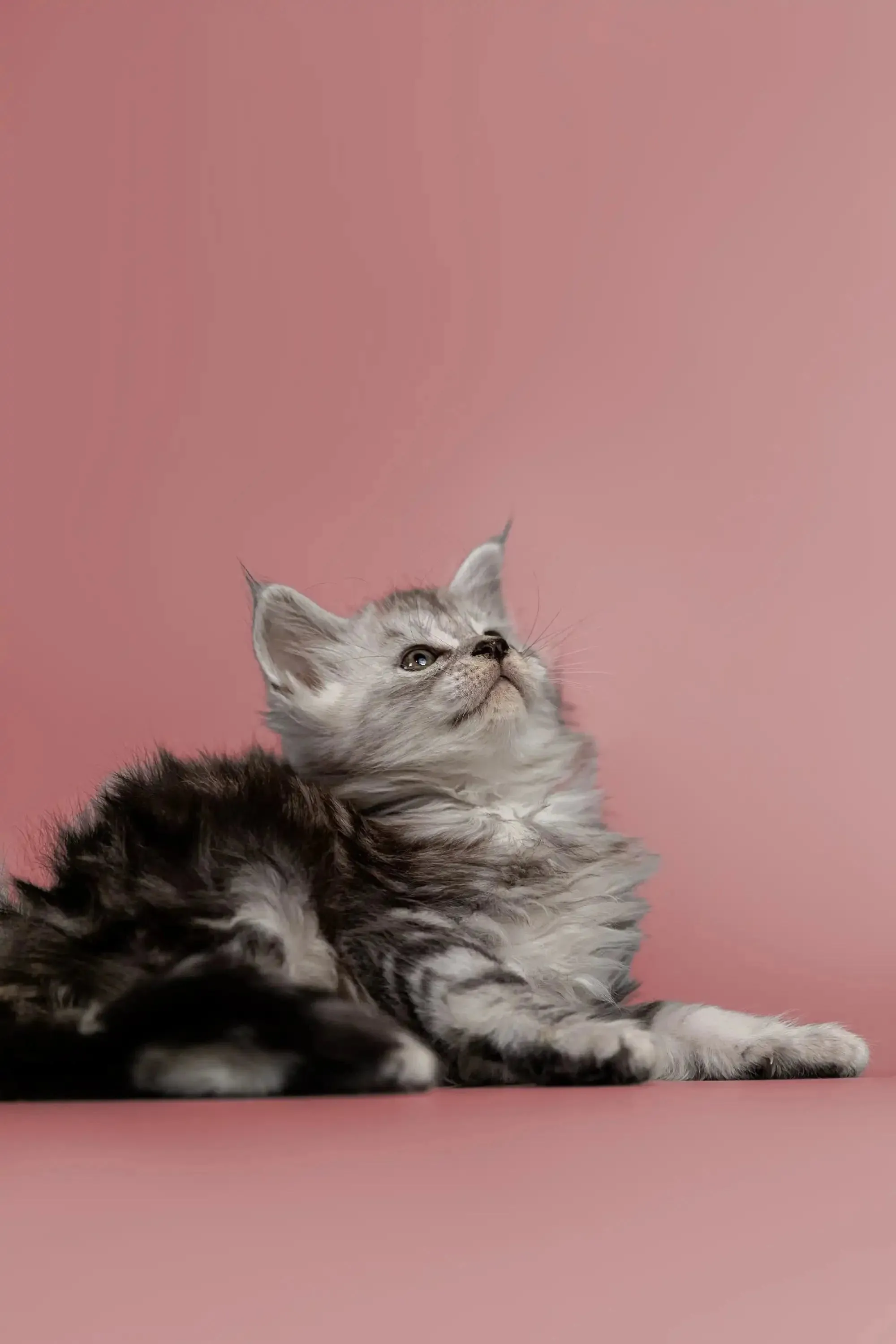 Hunter | Maine Coon Kitten