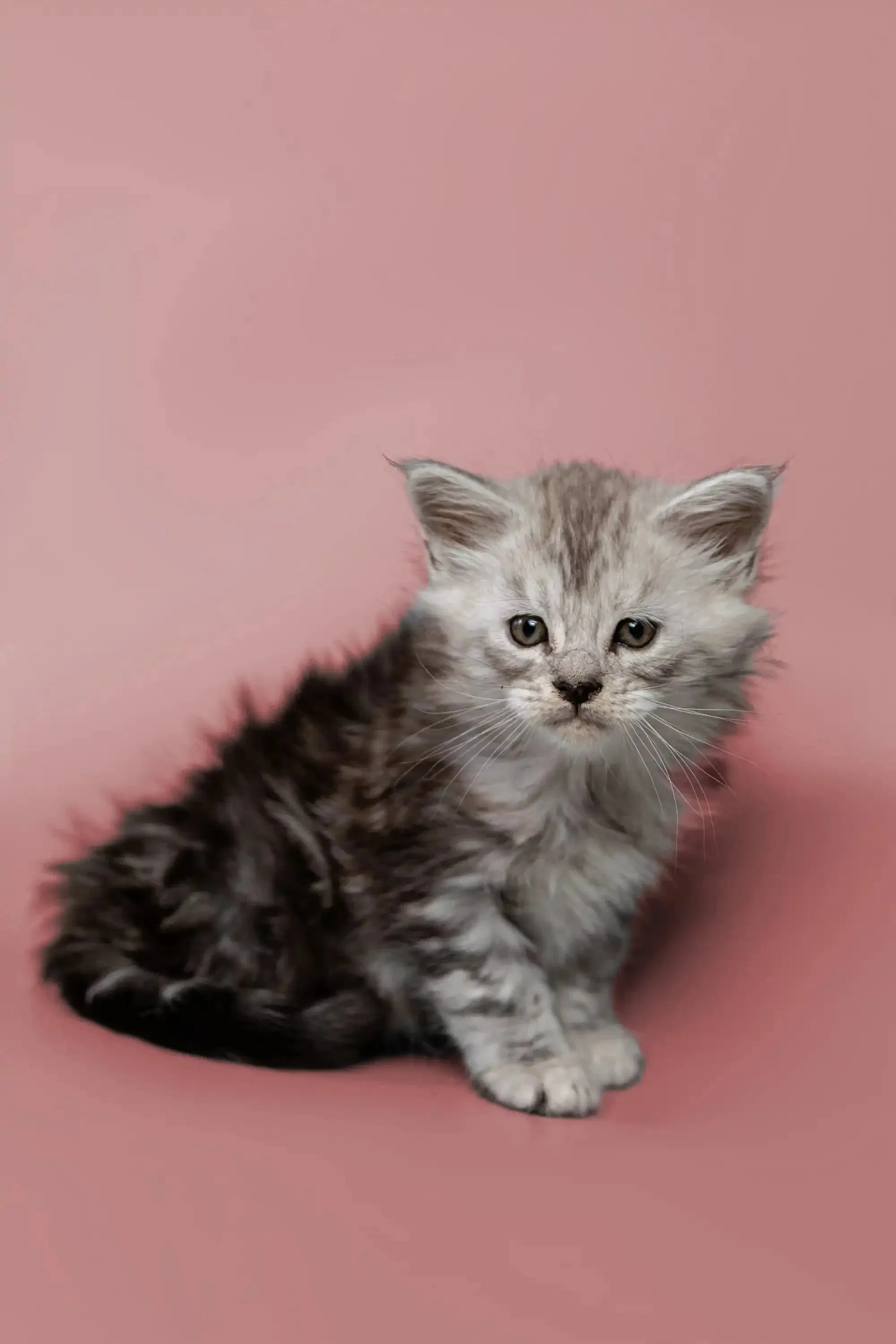 Hunter | Maine Coon Kitten