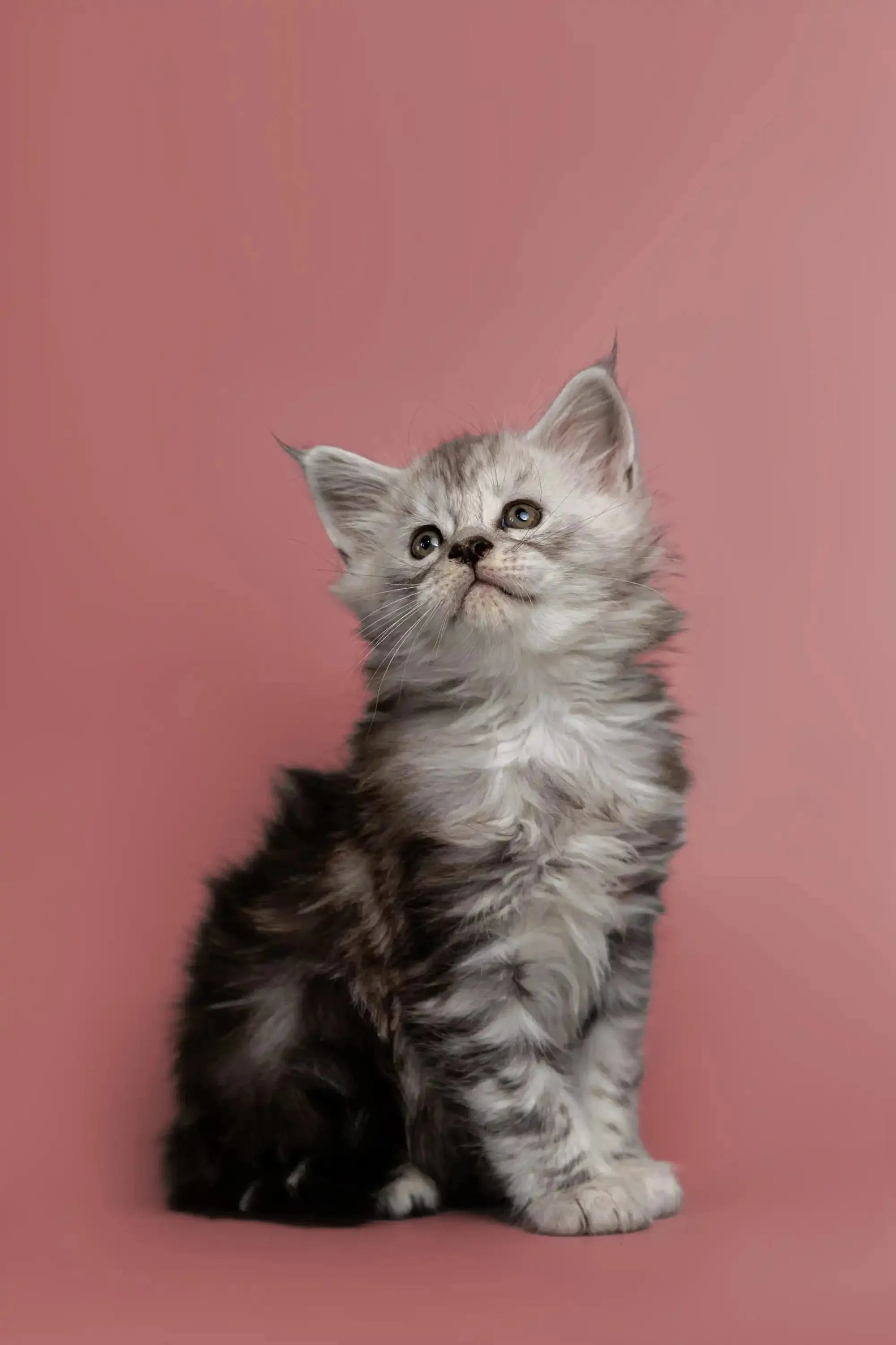 Hunter | Maine Coon Kitten