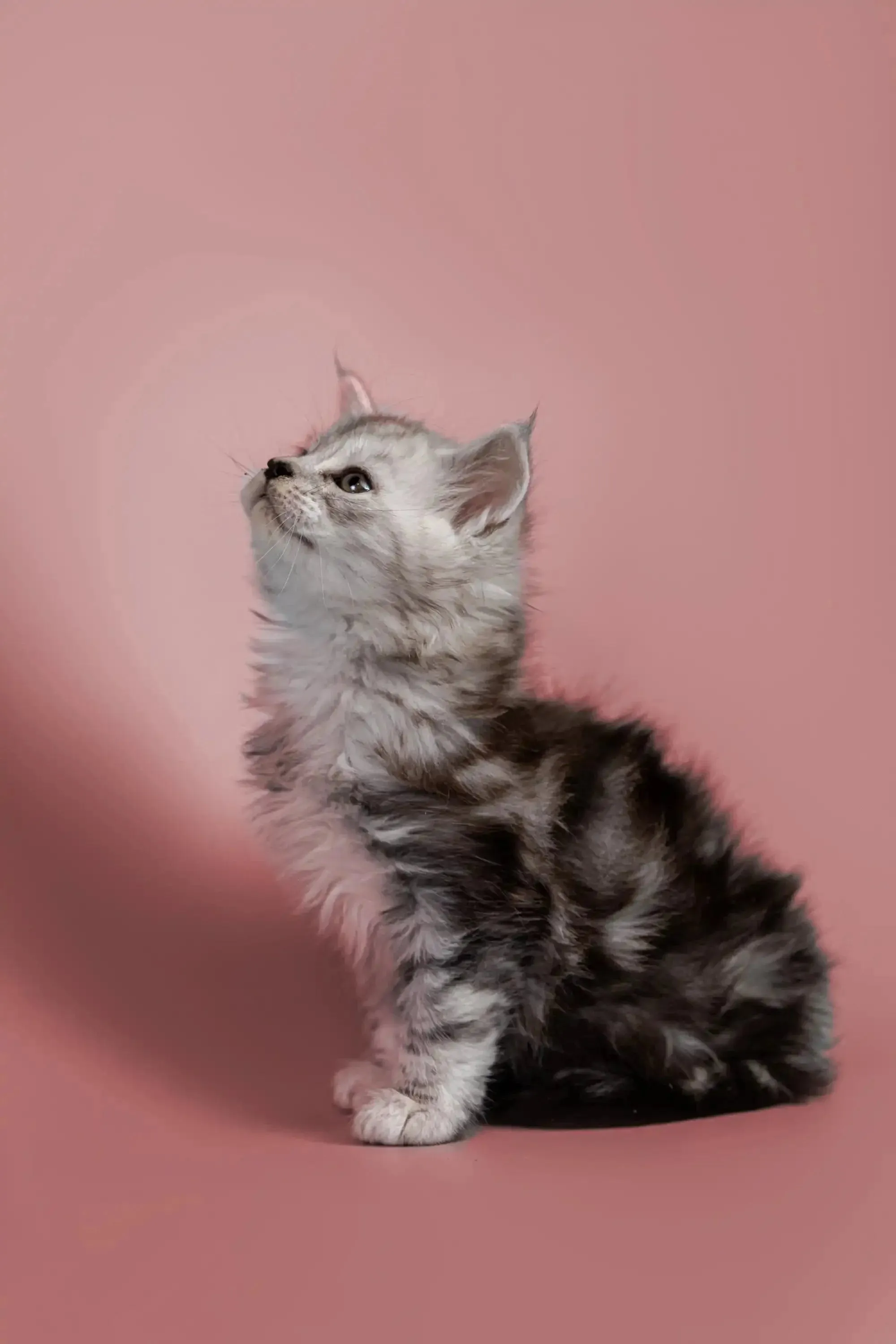 Hunter | Maine Coon Kitten