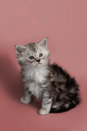 Hunter | Maine Coon Kitten