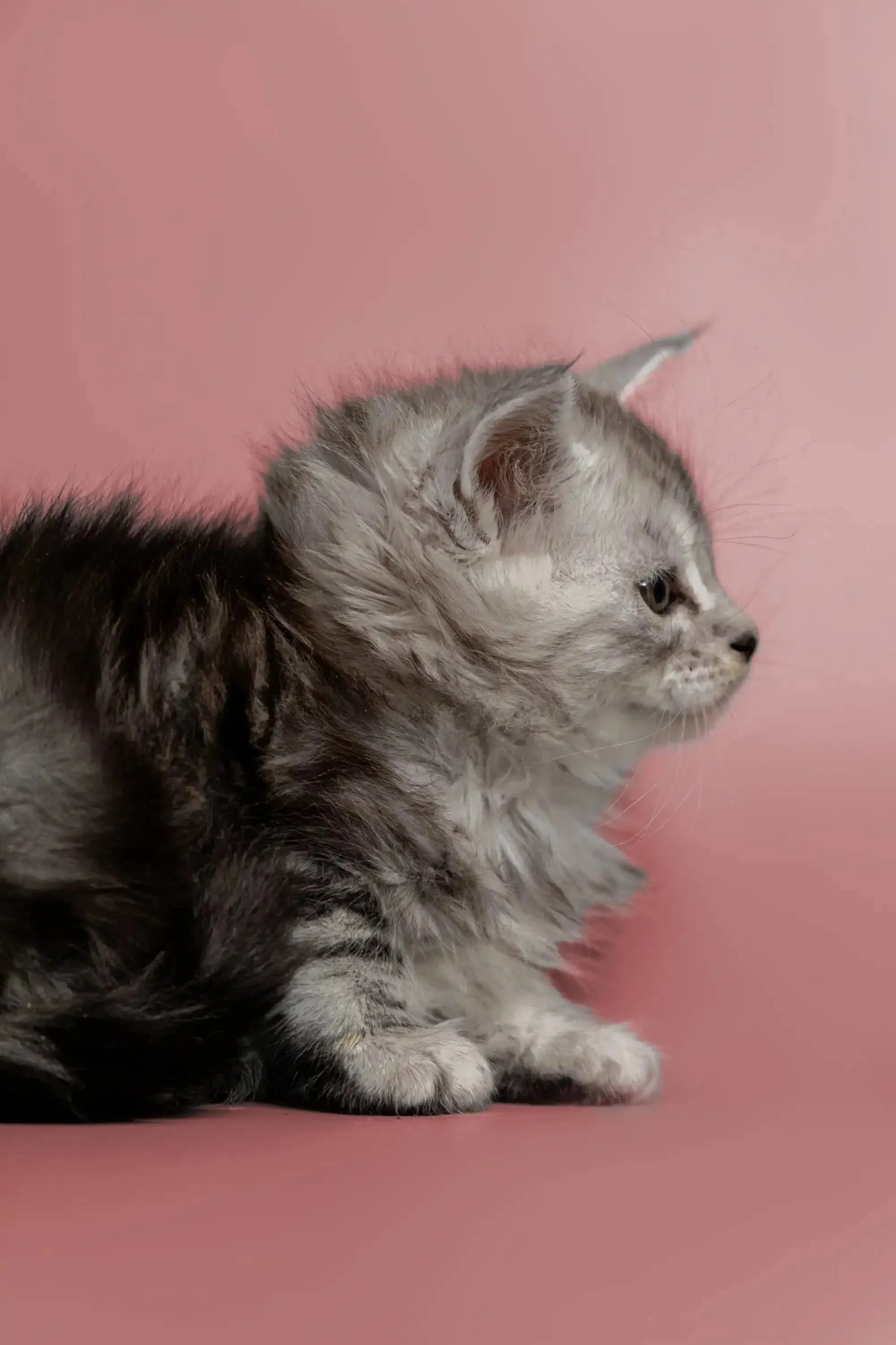 Hunter | Maine Coon Kitten