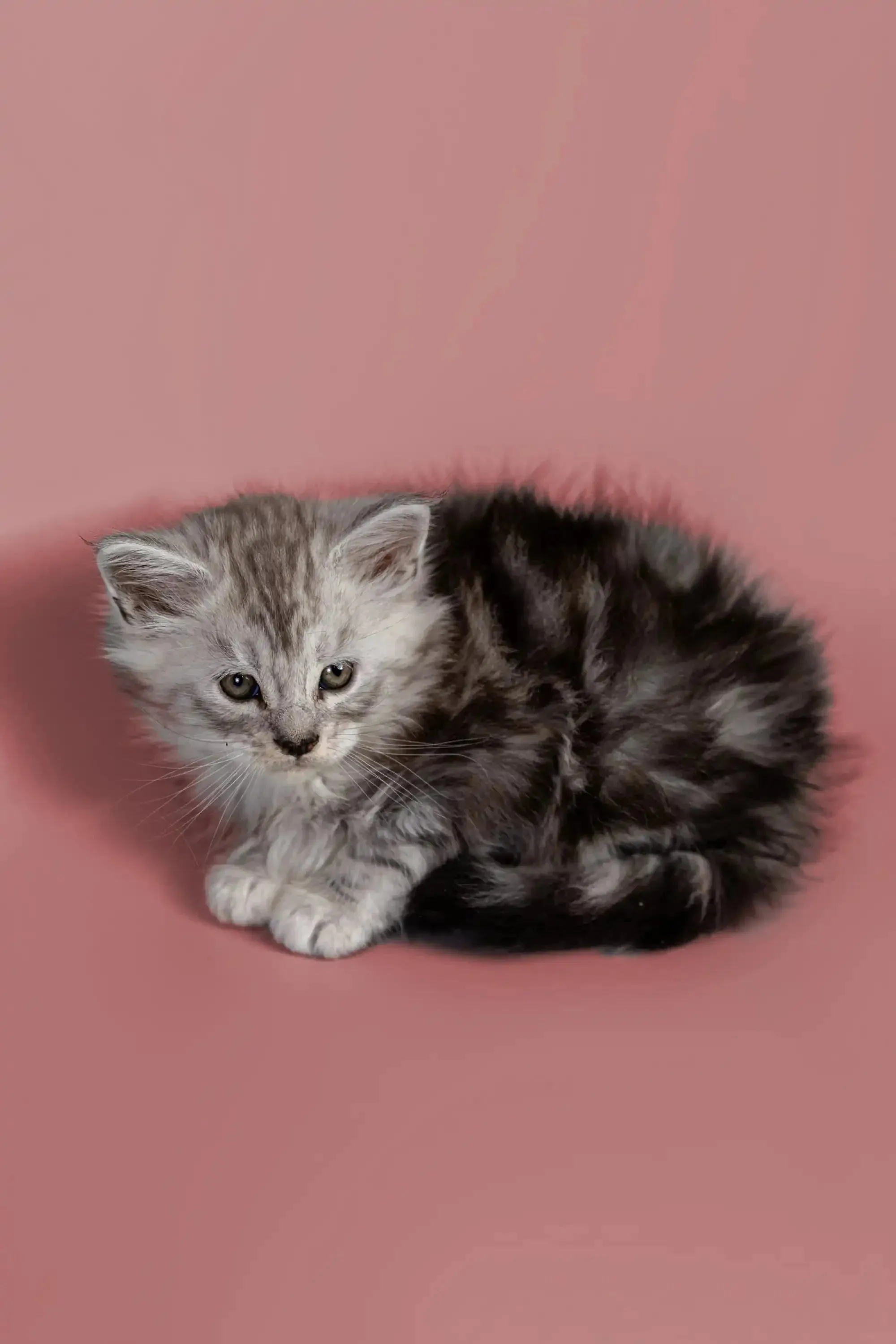 Hunter | Maine Coon Kitten