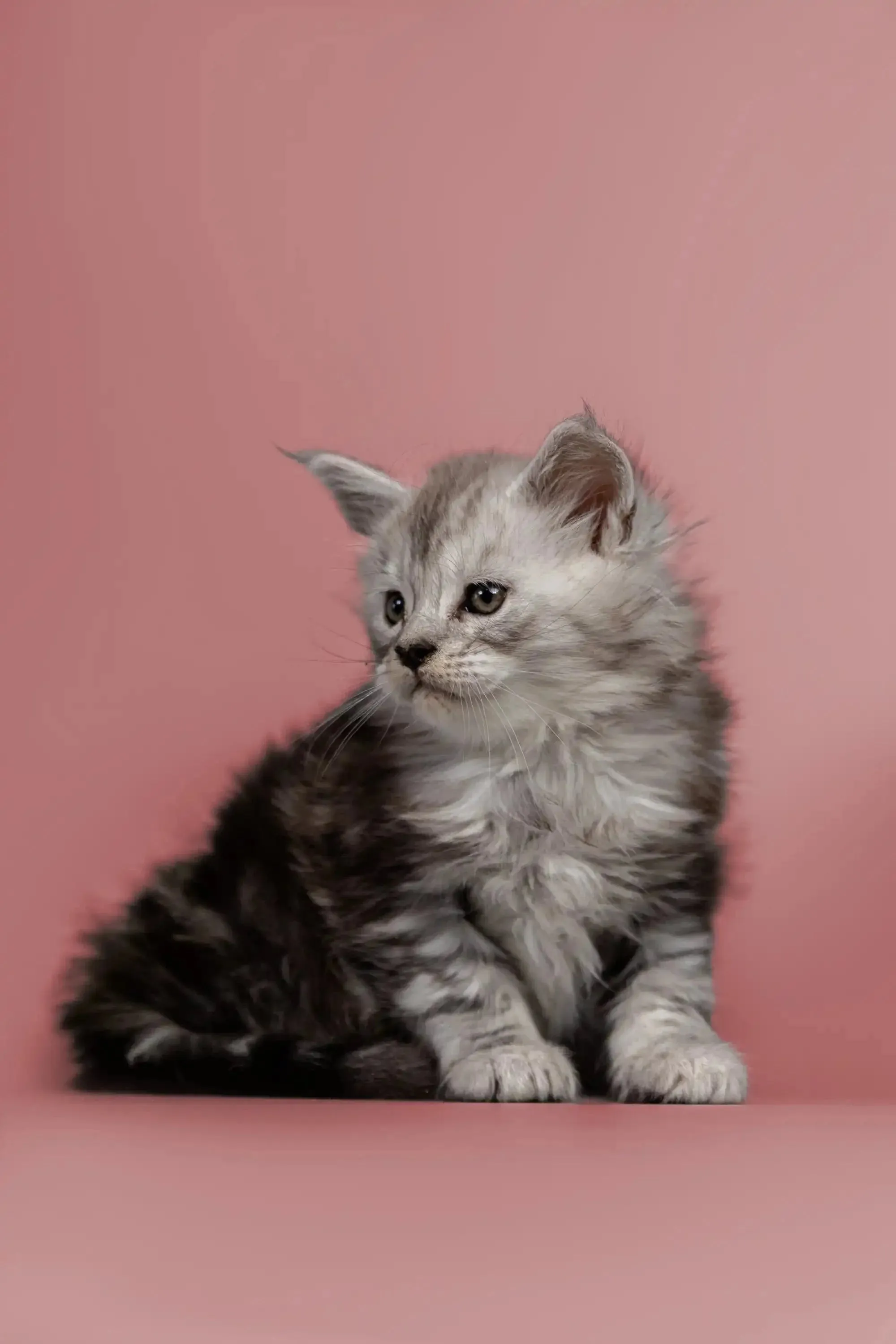 Hunter | Maine Coon Kitten