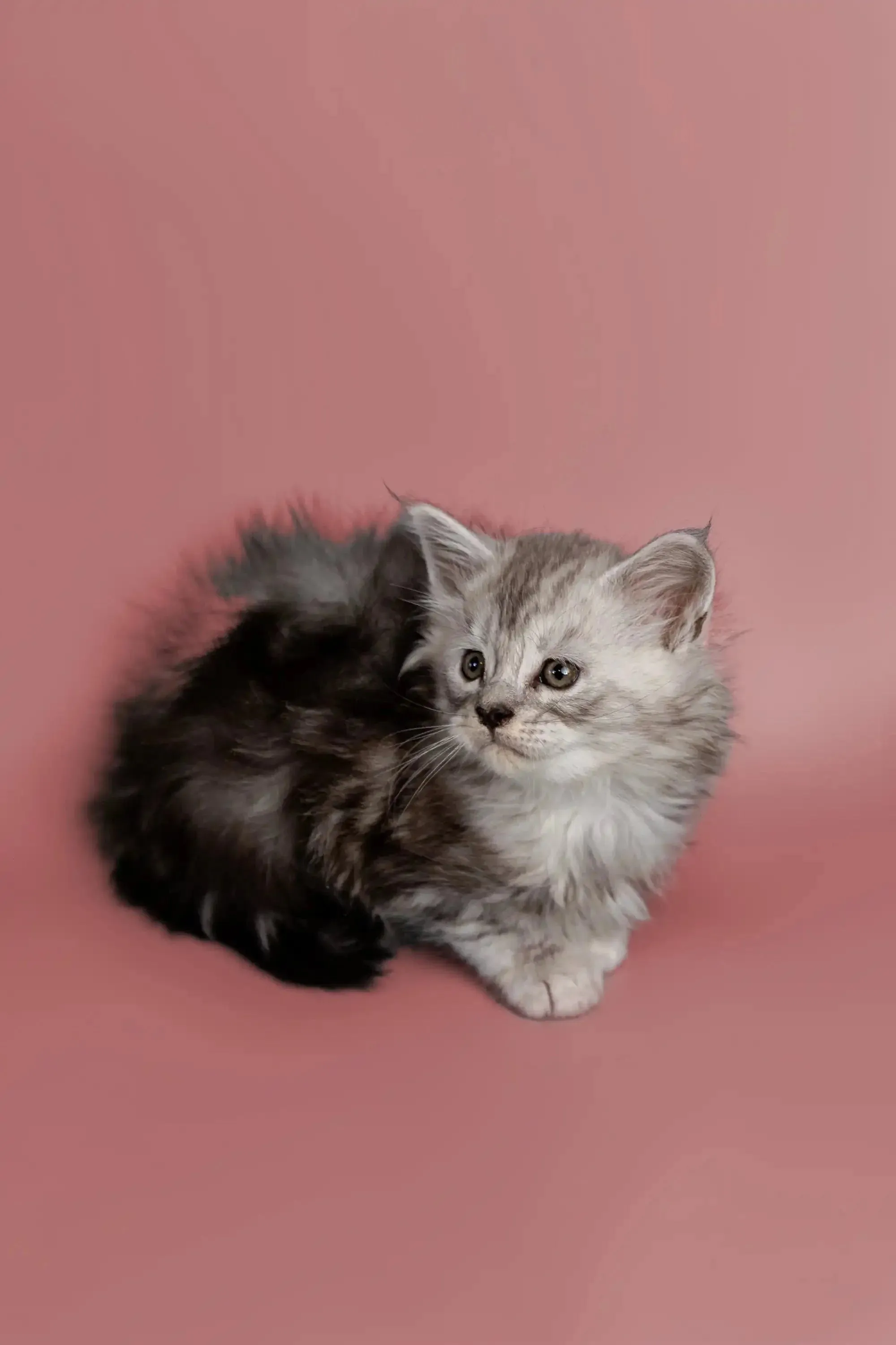 Hunter | Maine Coon Kitten