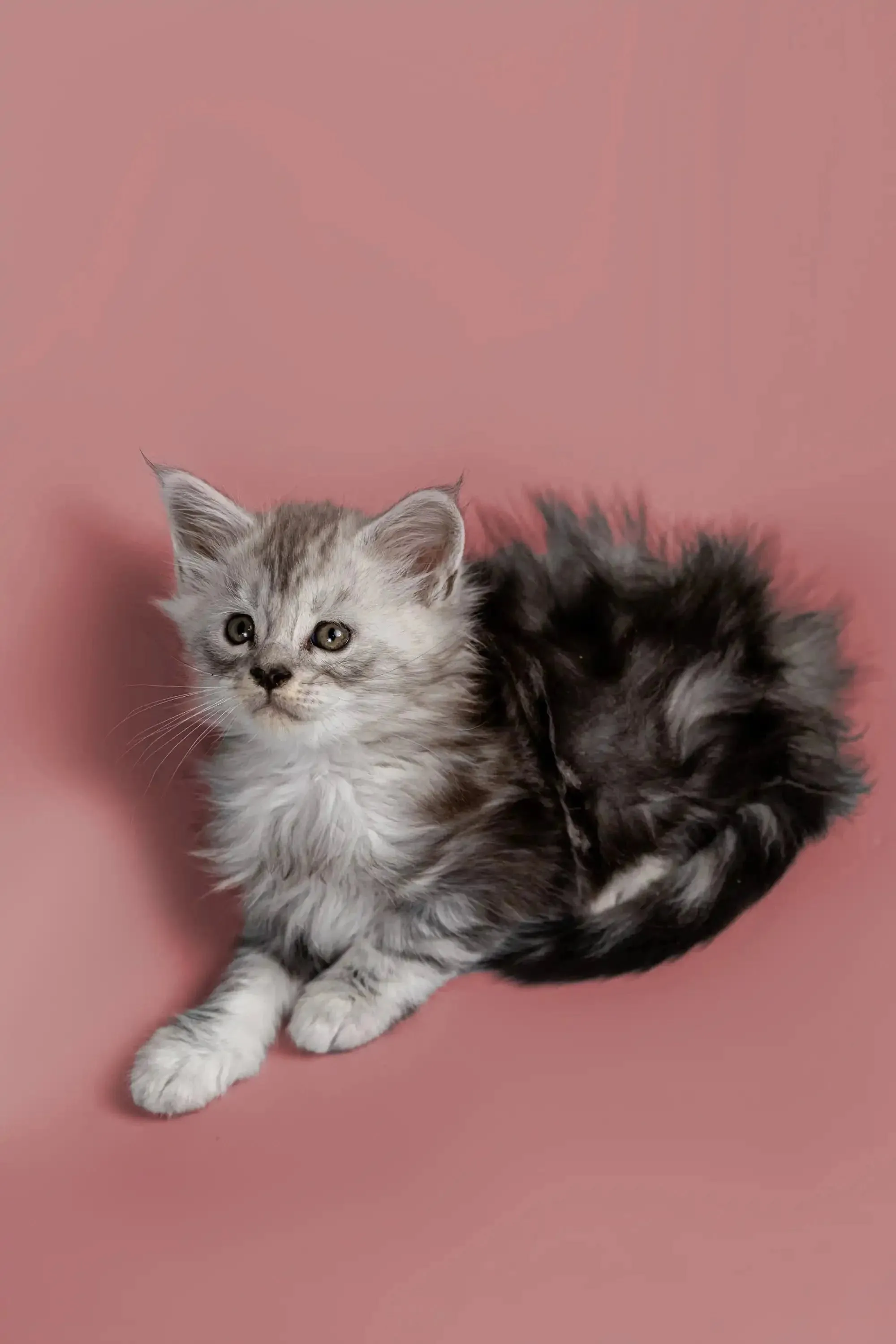 Hunter | Maine Coon Kitten