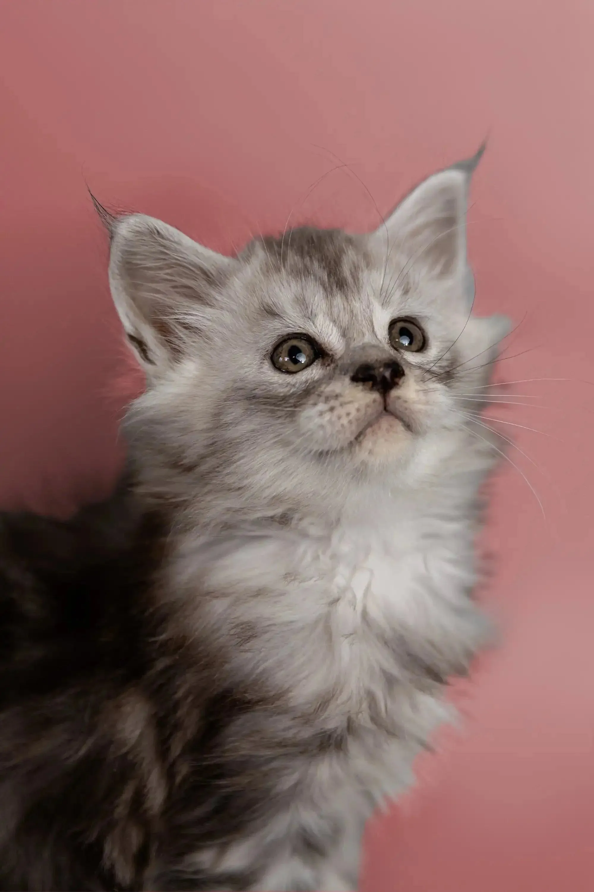 Hunter | Maine Coon Kitten