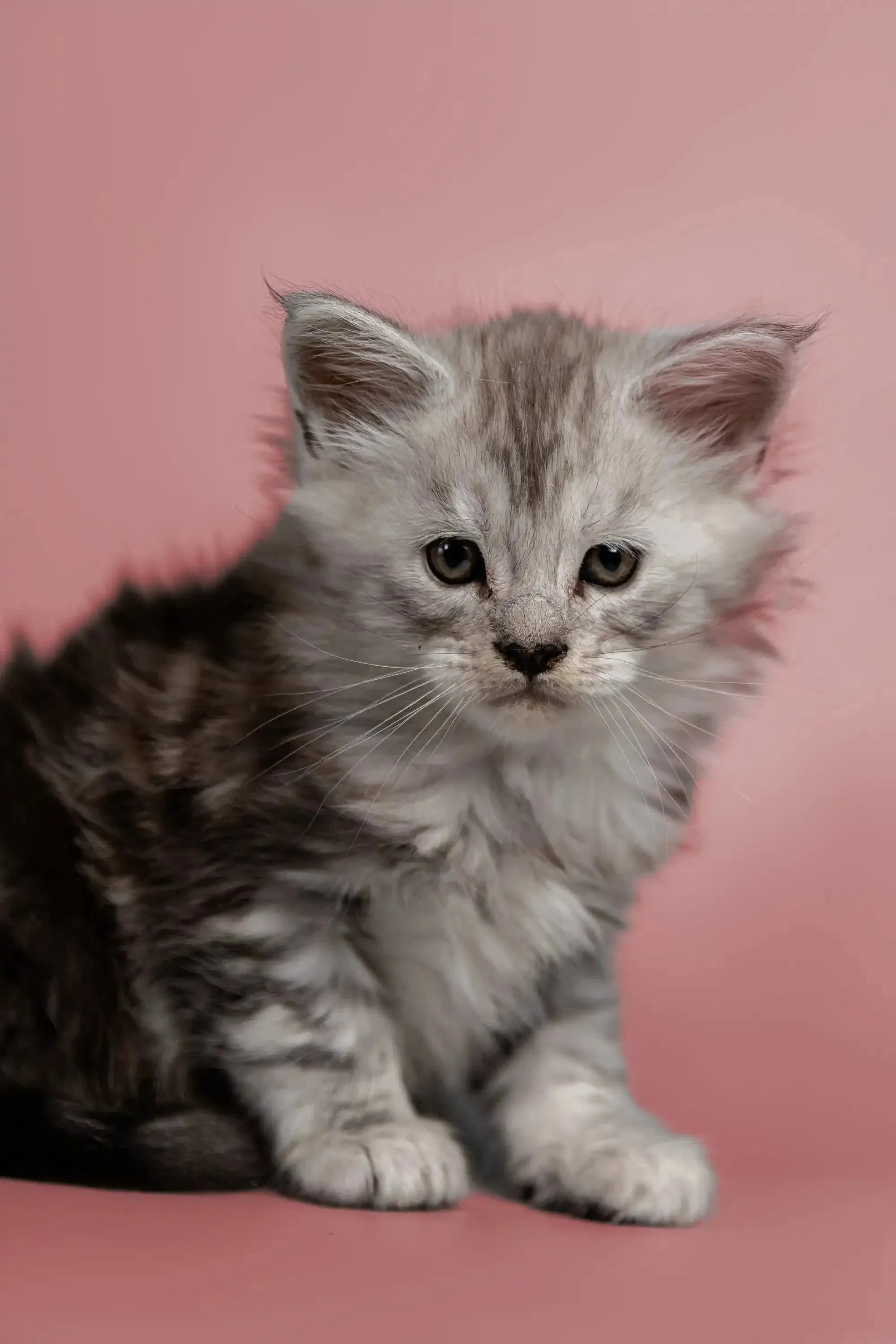 Hunter | Maine Coon Kitten