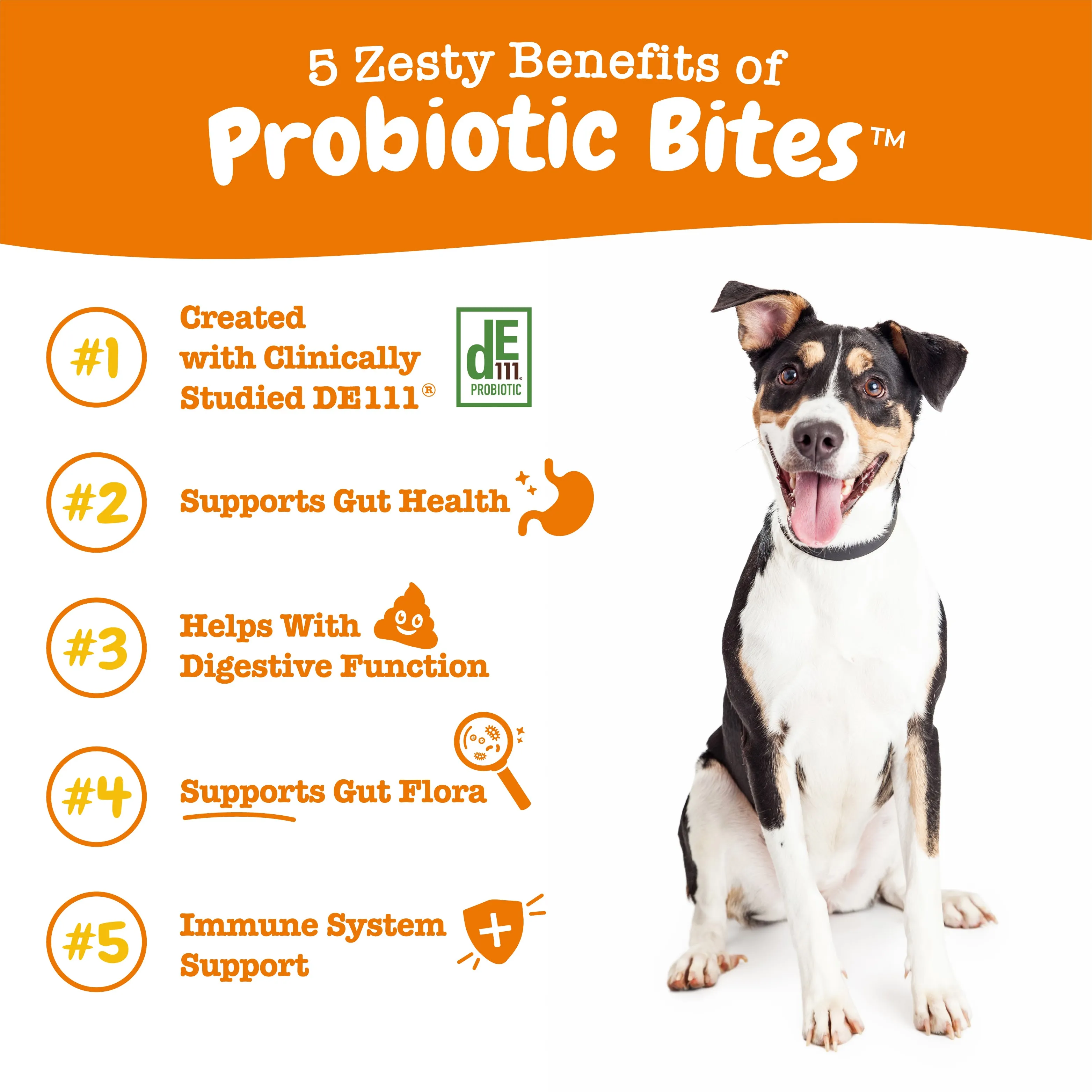 Probiotic Bundle