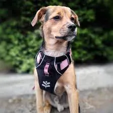 Sotnos Triple Safety Harness - Pink